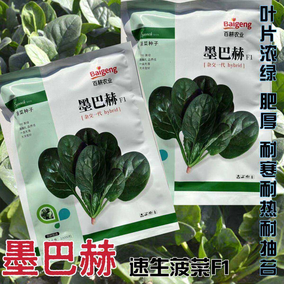 墨巴赫菠菜种子叶片肥厚浓绿叶甜无涩味一代杂交菠菜种子春秋播