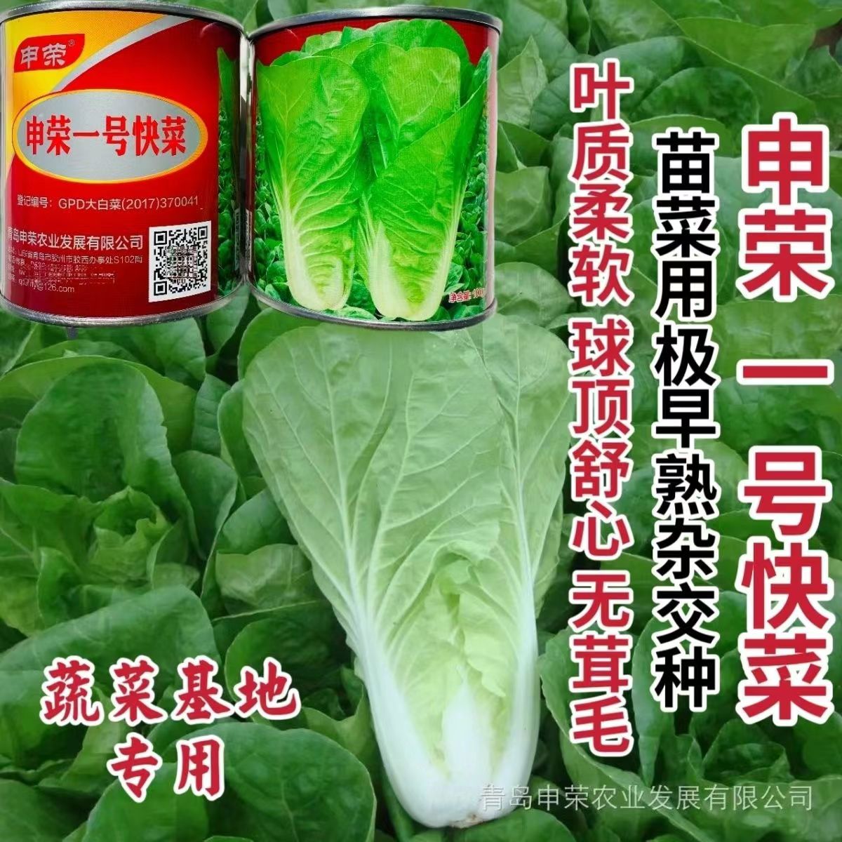 申荣一号快菜种子四季蔬菜种籽早熟小白菜种子基地专用菜籽无茸毛