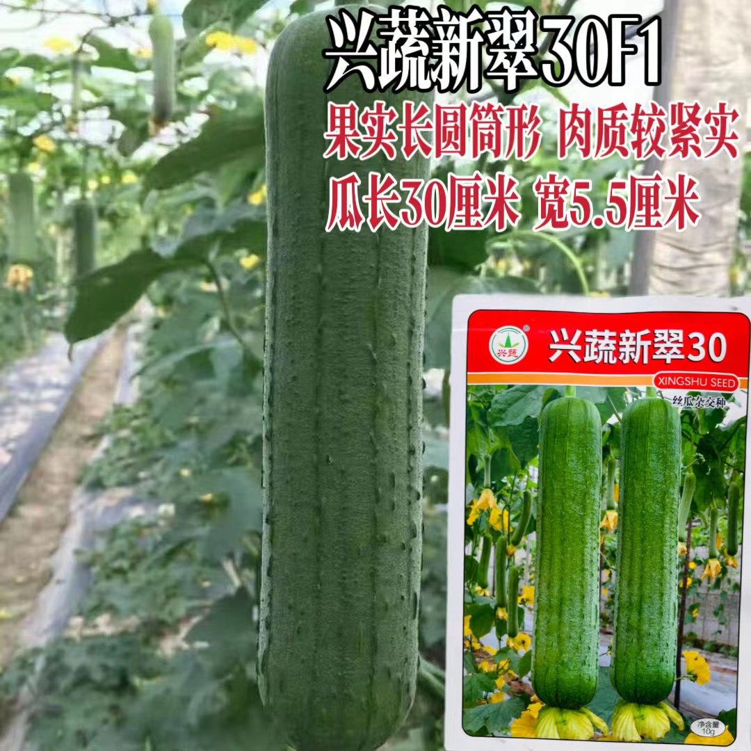 新翠30丝瓜种子早熟肉丝瓜种籽长筒形长势强肉质紧实农家蔬菜