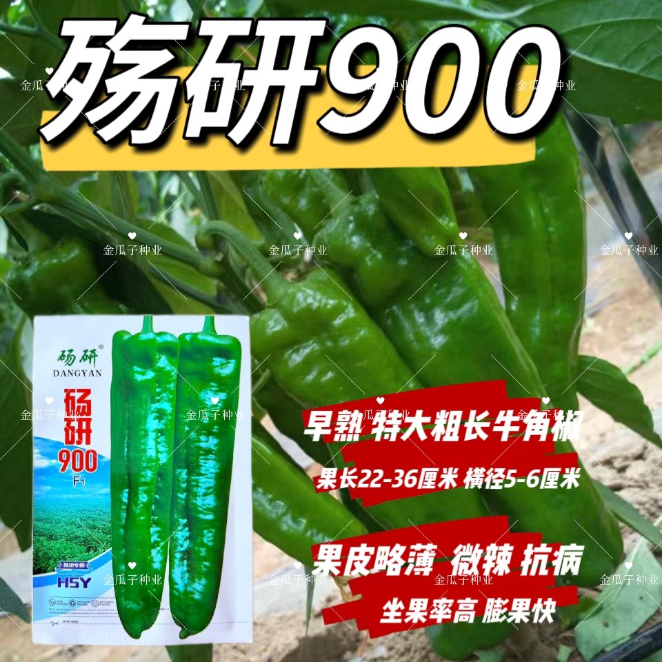殇研900大果牛角椒种籽早熟抗病微辣杂交辣椒种子春秋季大田蔬菜