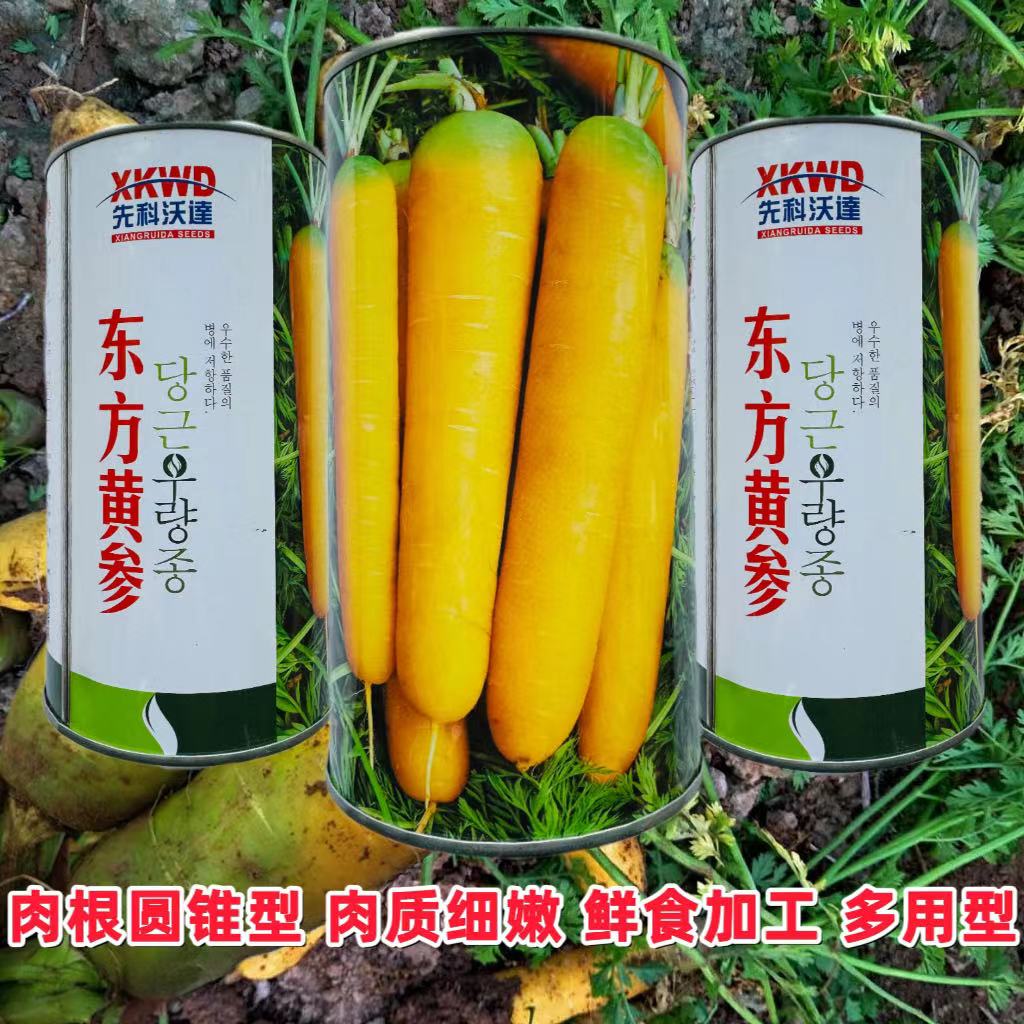 东方黄参胡萝卜高产细嫩甜脆