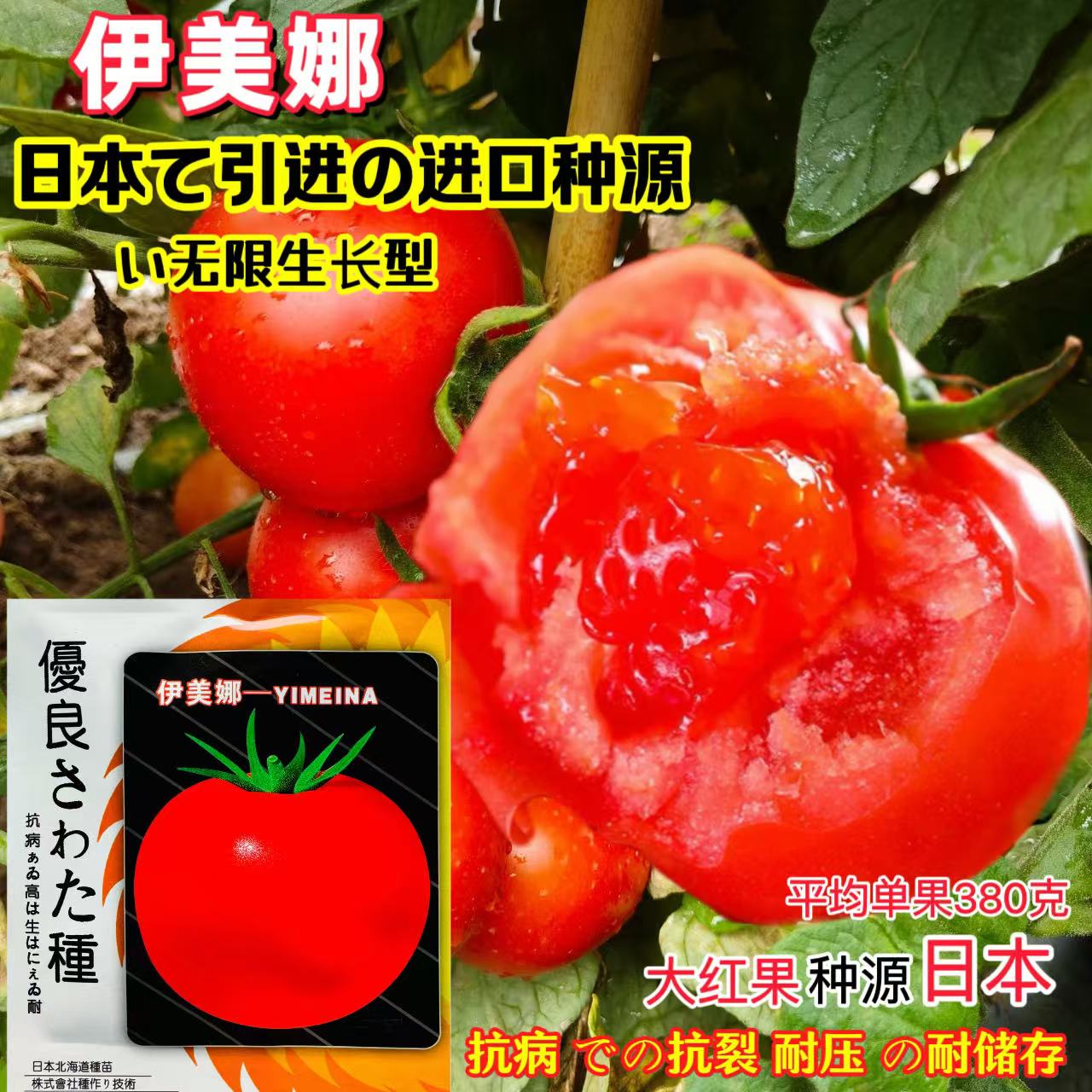 伊美娜番茄种子进口无限生长型红果番茄种籽早熟硬果抗病强西红柿