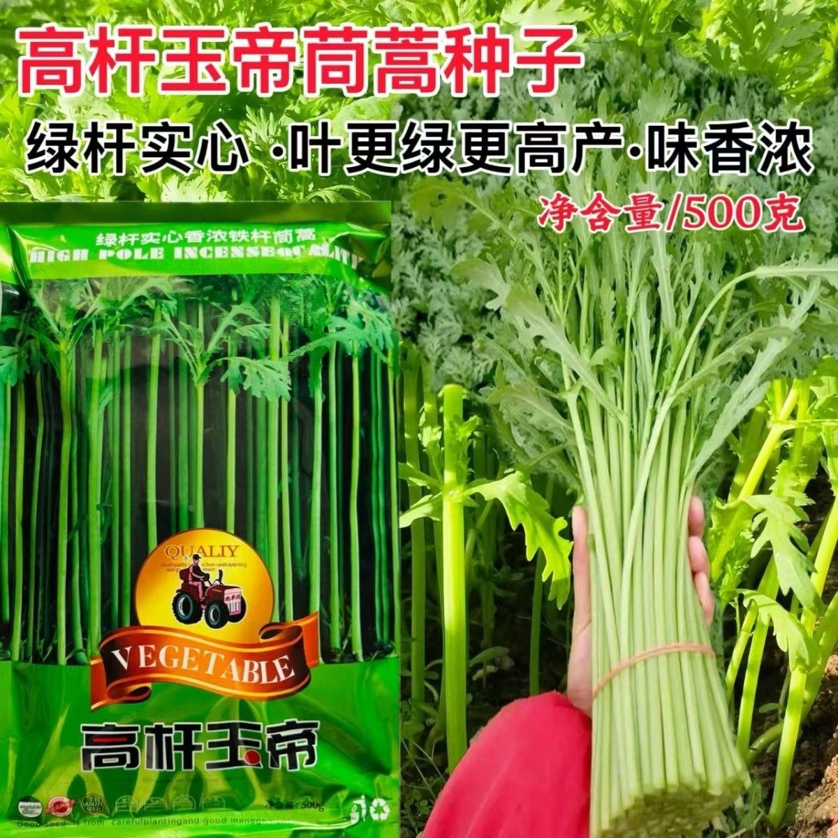 高杆玉帝小叶茼蒿种子光杆大叶皇帝菜春菊茼蒿种籽铁杆高产四季孑