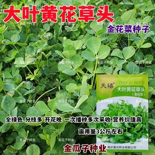 金花菜种子上海草头菜种子大叶黄花草头种菜籽三叶草秋季播菜种孑