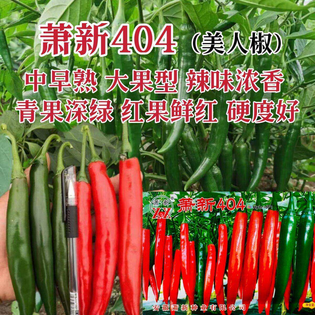 萧新404美人椒种子大果型美人指辣椒种子红果鲜红硬度好抗病高产