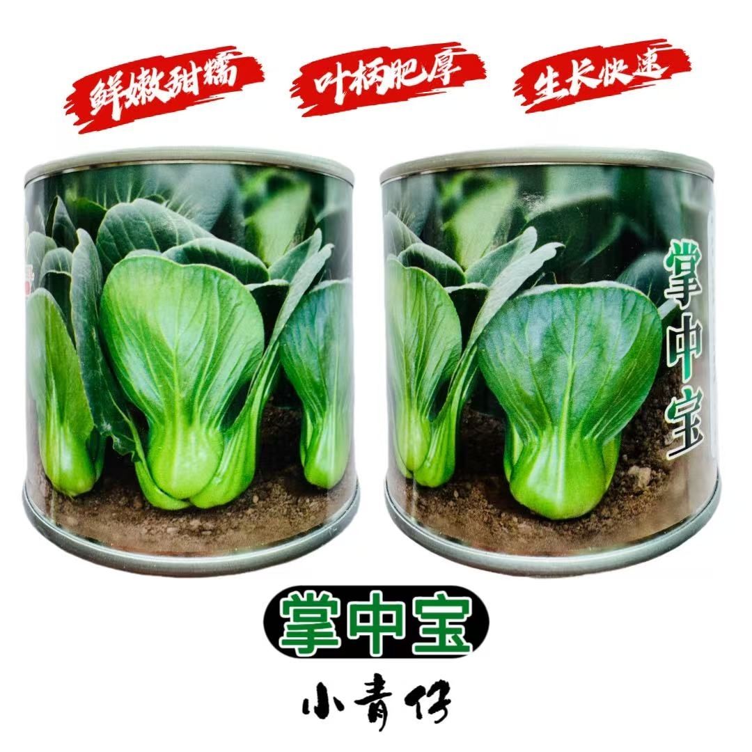 掌中宝小黑菜种子矮脚束腰叶柄矮短小型苏州青种籽小青仔菜春秋播