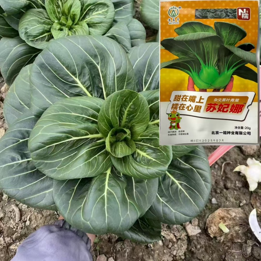 苏妃娜青菜种子早熟丰产农家秋播耐寒叶片深绿肥厚软糯甜糯蔬菜籽
