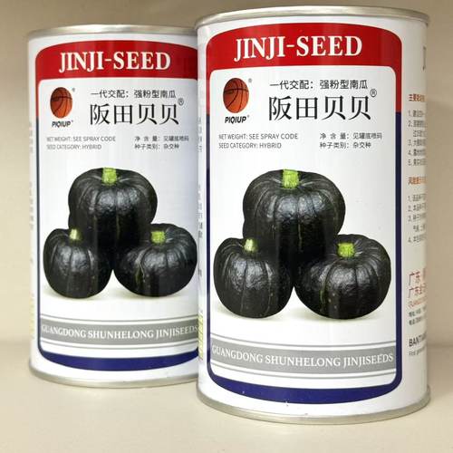 日本阪田贝贝南瓜种子早熟扁圆形强粉迷你南瓜甘甜春秋露地专用种
