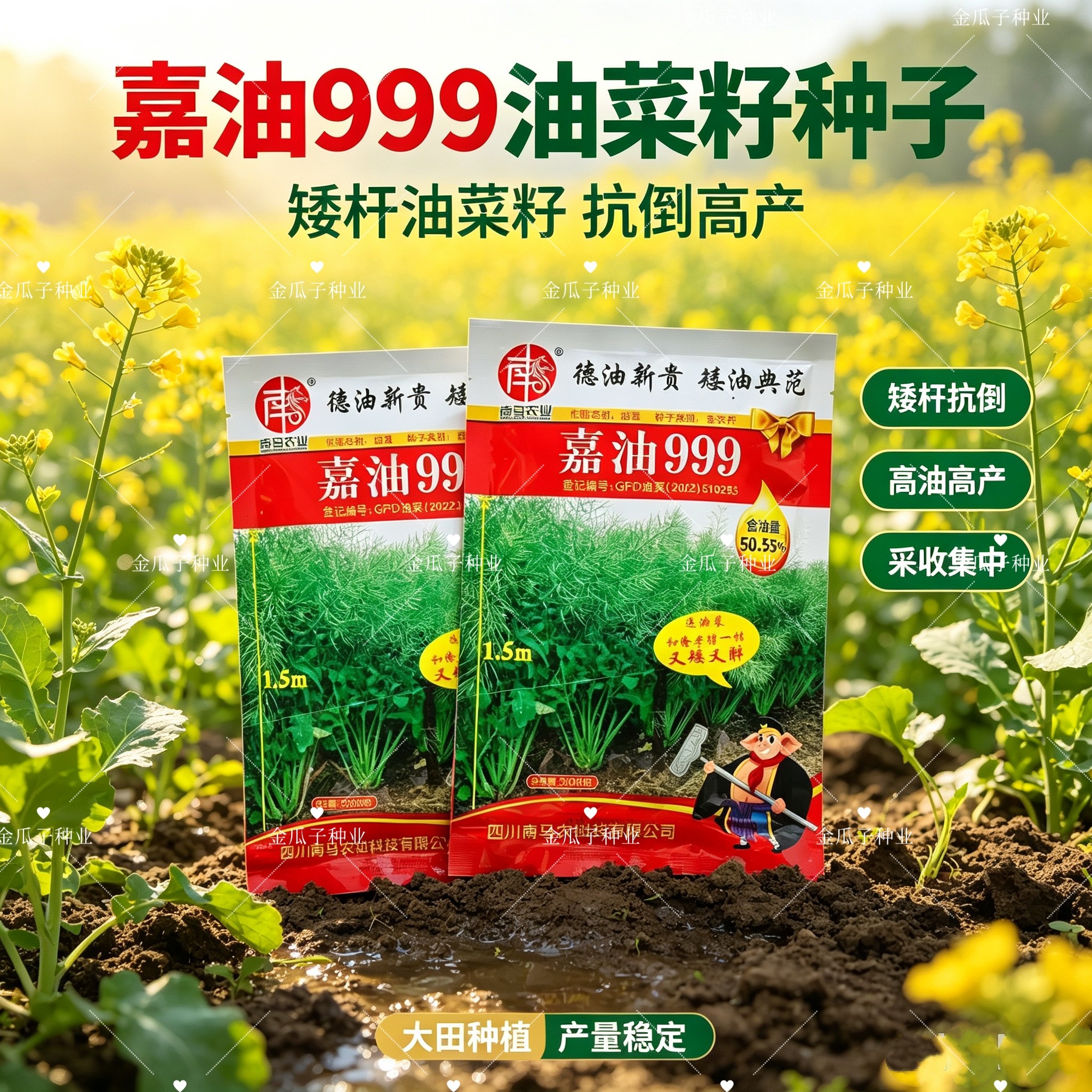 杂交四川油菜种籽嘉油999油菜种子矮杆实心抗倒伏一碗菜籽半碗油