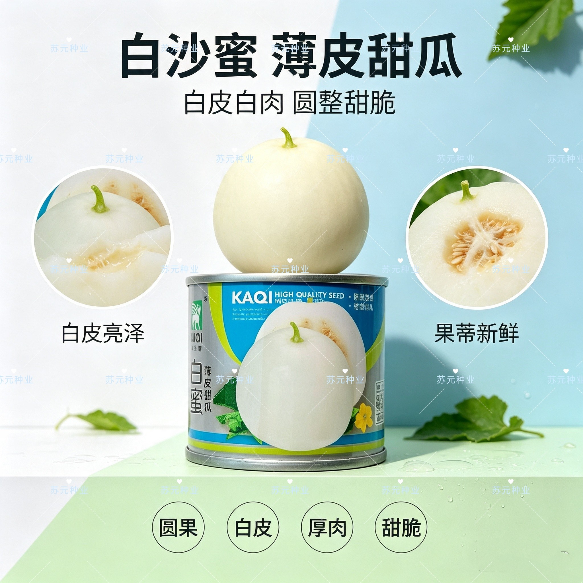 白蜜薄皮甜瓜种子早熟高产白玉甜瓜香甜爽口高糖甜脆白皮香瓜种子