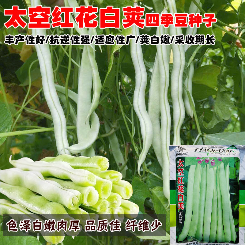 太空红花白荚四季豆种子极早熟芸豆种籽春季秋季肉厚籽小高产抗病