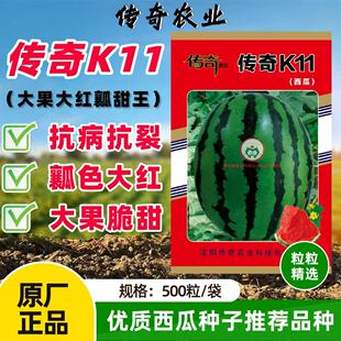 传奇K11西瓜种子个头大瓤色红高抗病露地西瓜种籽皮硬且韧耐贮运