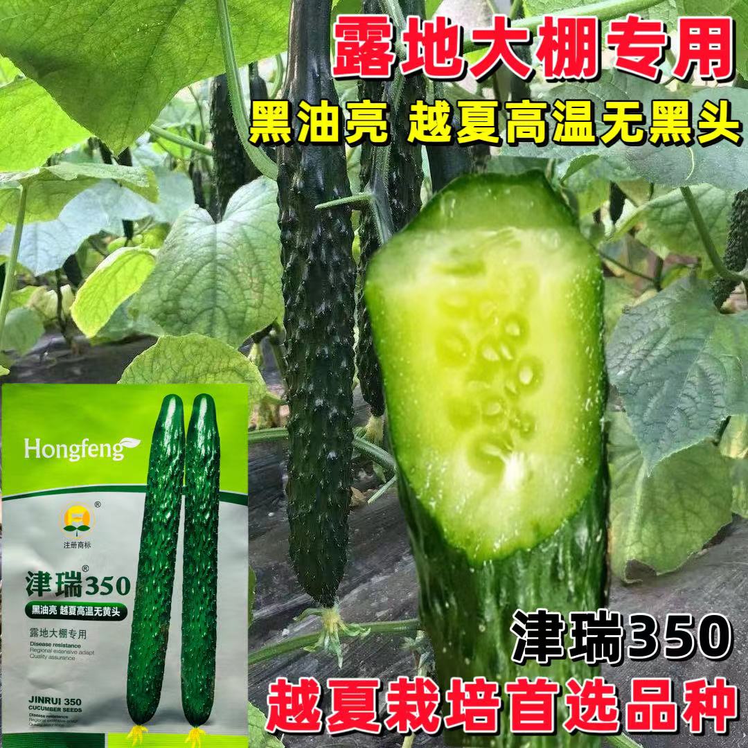 津瑞350黄瓜种子越夏耐高温露地大棚黑油亮嫩绿瓤肉青瓜种子高产