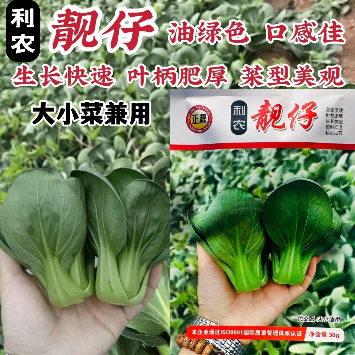 广东靓仔小青仔种子鲜嫩糯甜小油菜种子小型上海青种子矮脚小青菜