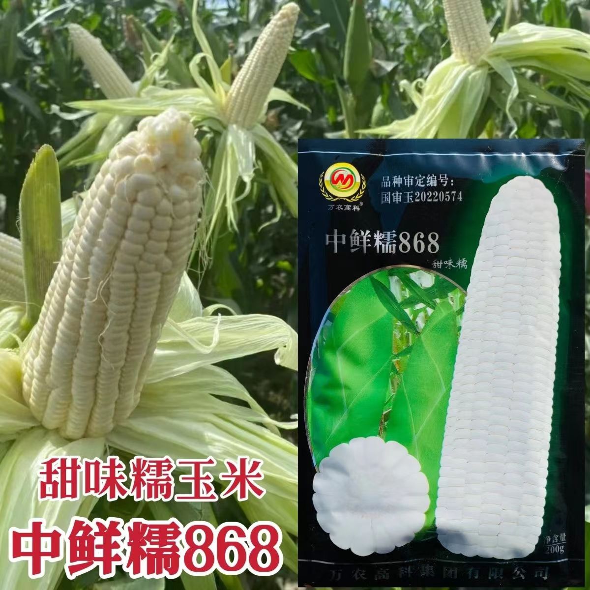 中鲜糯868玉米早熟大棒甜糯薄皮