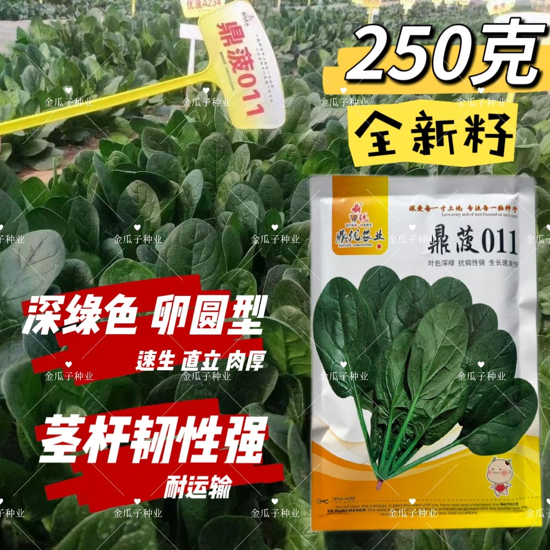 鼎菠011直立菠菜杂交菠菜种子黑厚圆叶抗病耐寒耐热深绿色菠菜