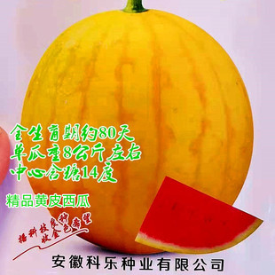黄皮红瓤西瓜种子 冰麒麟西瓜种籽金皇冠水果红肉礼品小西瓜 早熟