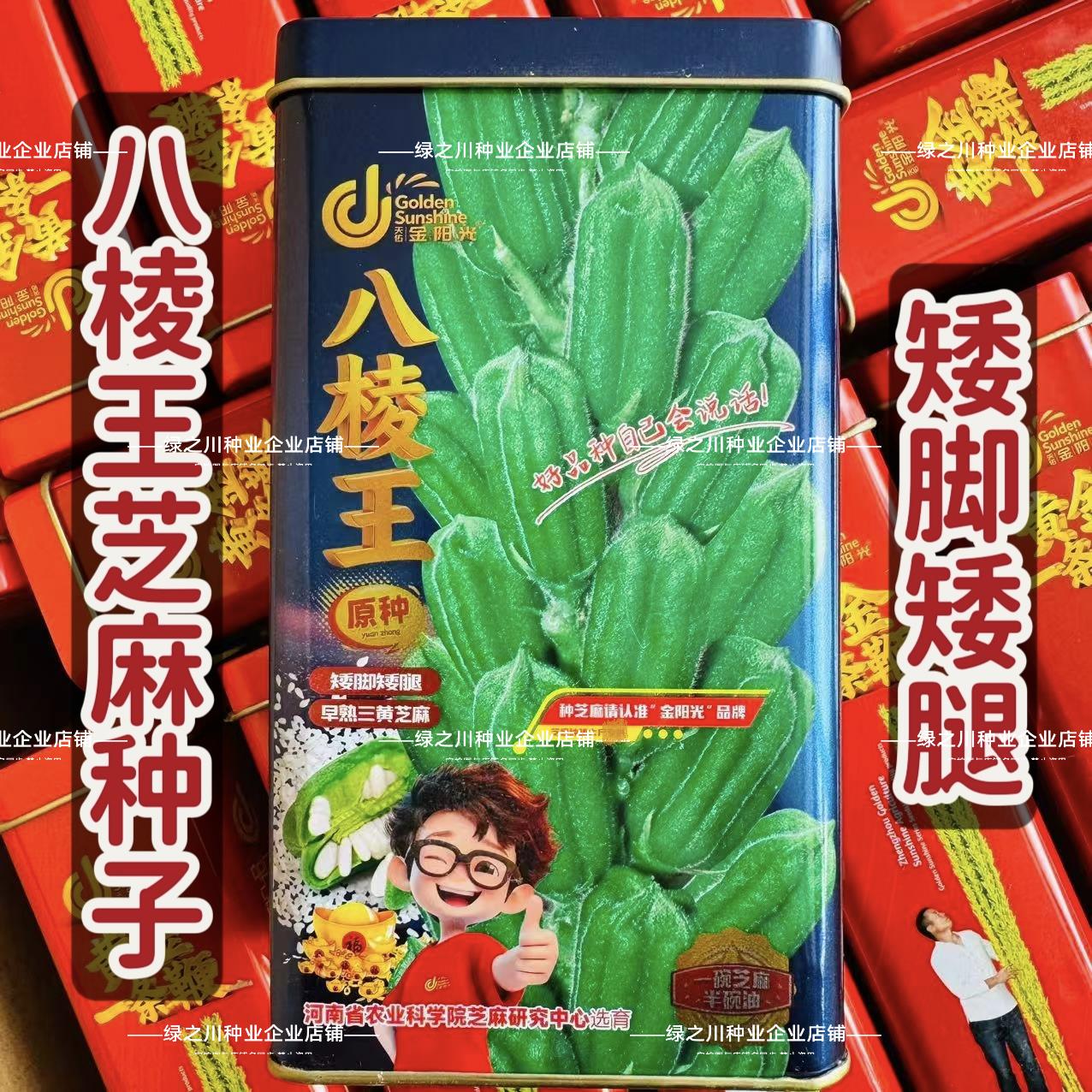 八棱王白芝麻种子矮脚矮腿早熟三黄芝麻种籽春夏播产量高芝麻种子