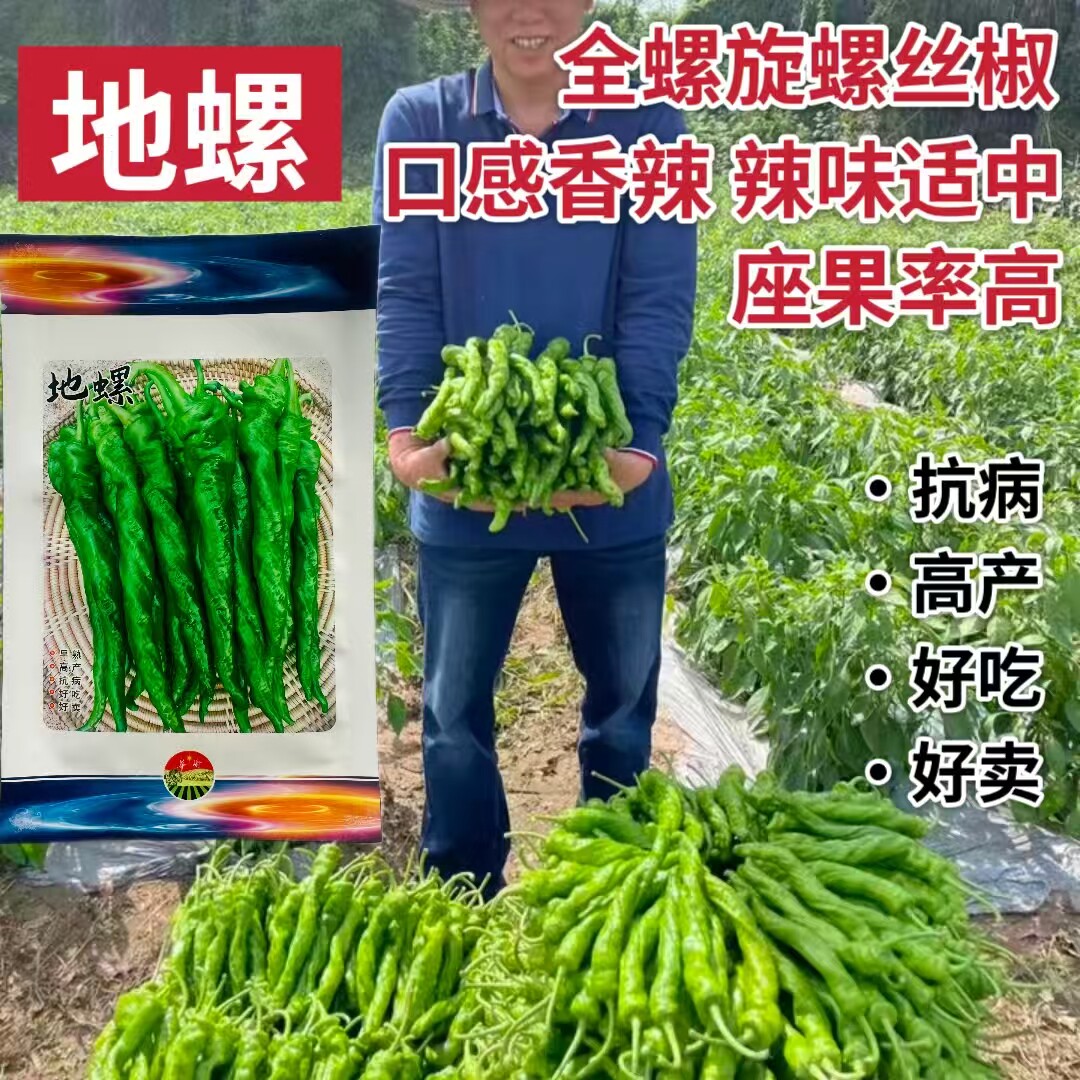 华渝地螺螺丝椒陇椒辣椒种子口感香辣薄皮大果有光泽基地专用种孑