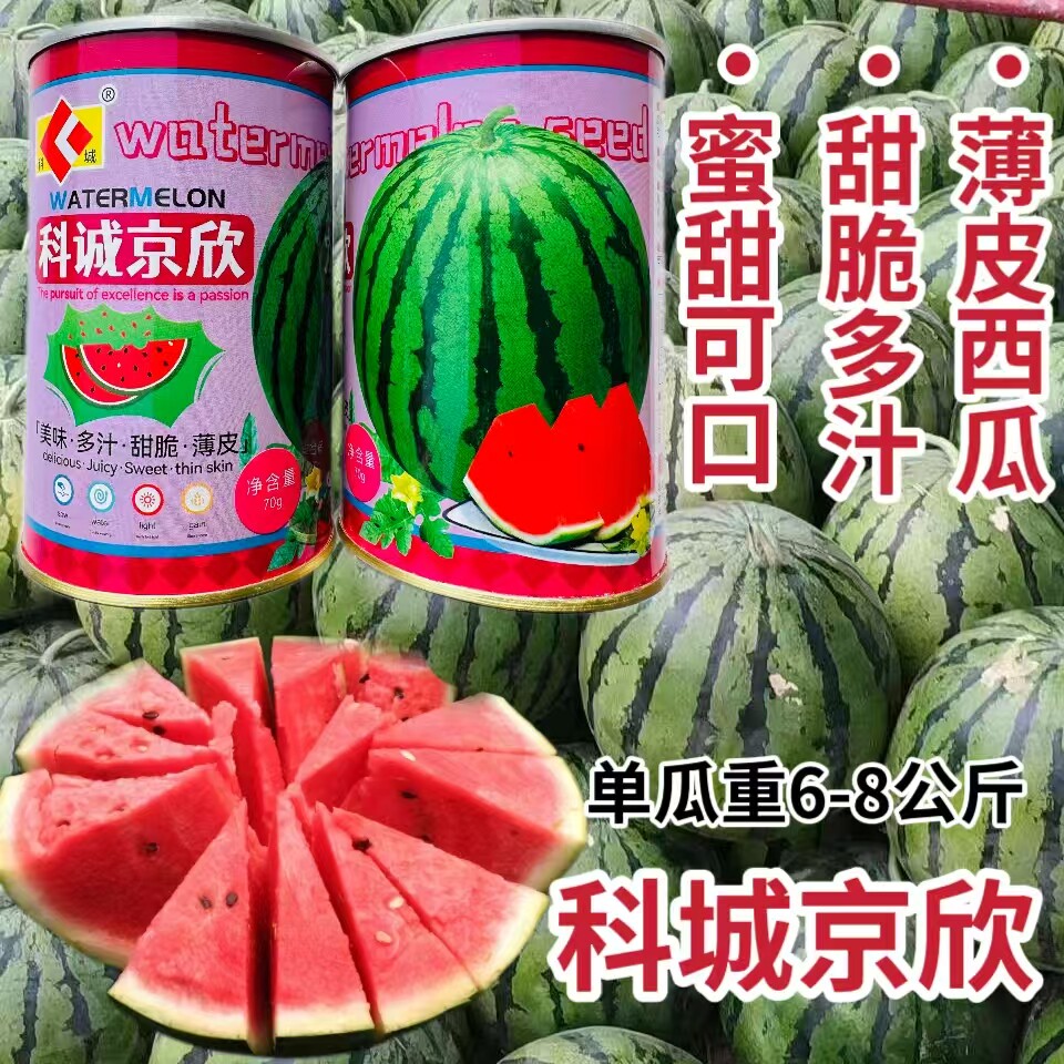 科诚京欣西瓜种子高圆型薄皮甜脆绿皮红瓤西瓜种籽春秋季水果西瓜