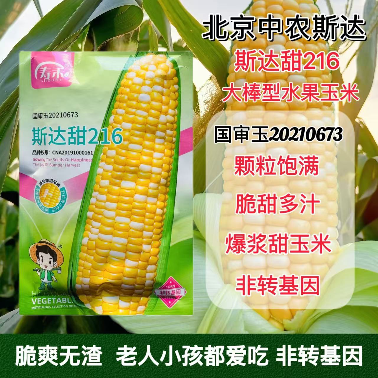 斯达甜216早熟超甜水果玉米种子高产甜玉米种籽孑农家春夏季播种
