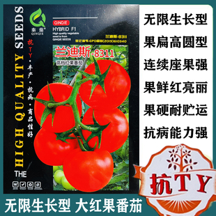 兰迪斯8311番茄种无限生长耐热高产抗病西红柿大果红果硬果番茄籽
