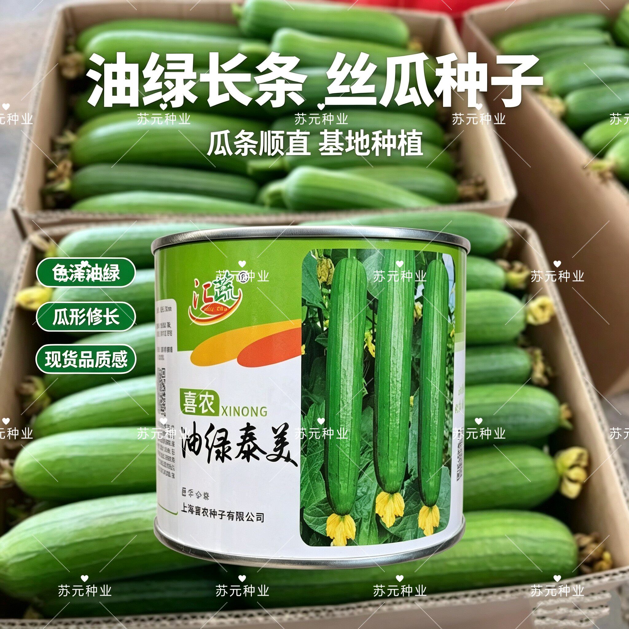 油绿泰美耐寒丝瓜种子一代杂交白籽早熟高产抗病耐热蔬菜种籽孑孓