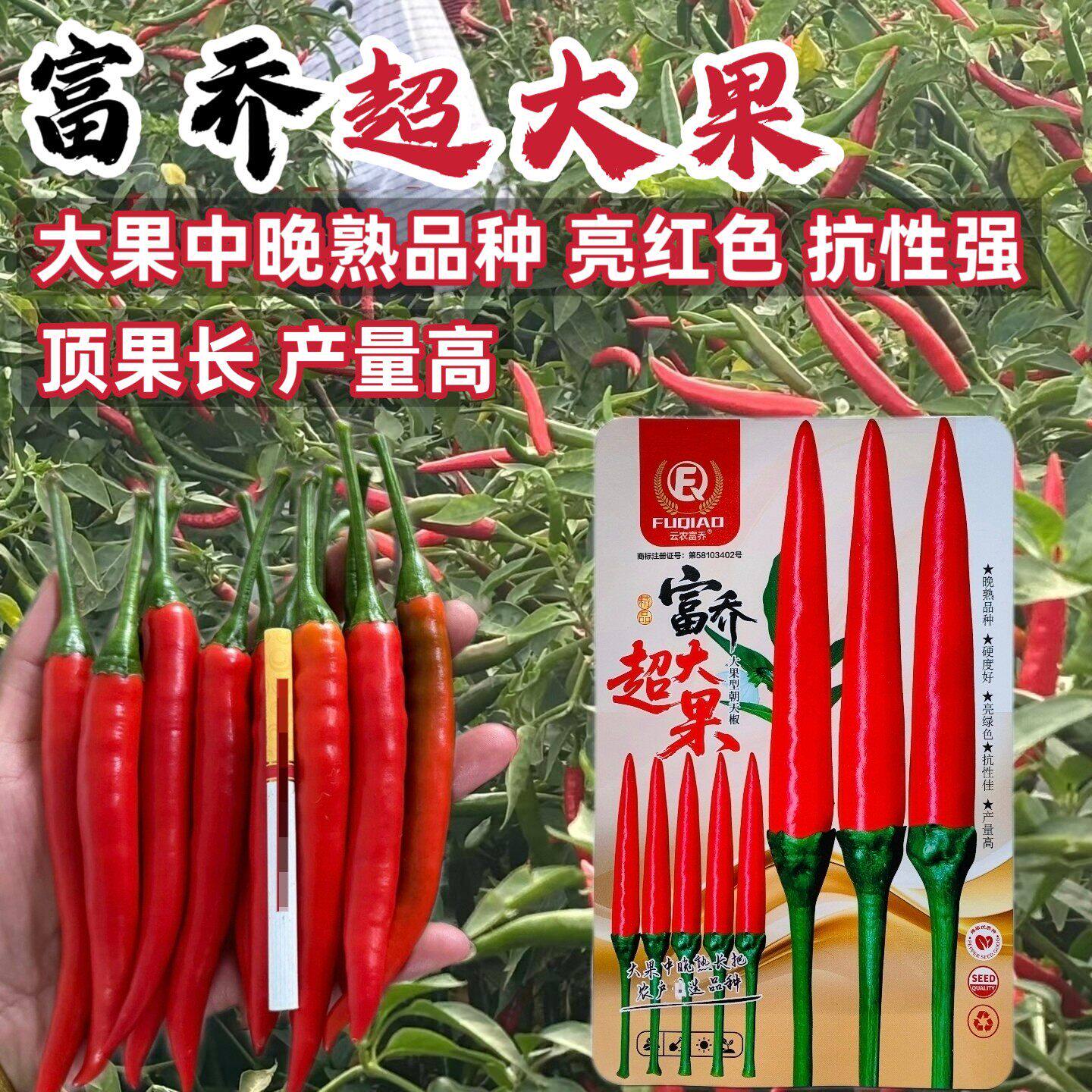 富乔超大果朝天椒种子中晚熟大号朝天椒种籽顶果大抗病辣椒种籽