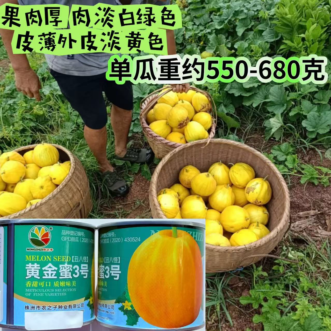 黄金蜜3号甜瓜种子丑八怪黄皮香瓜种子皮薄肉厚白绿肉香甜可口孑