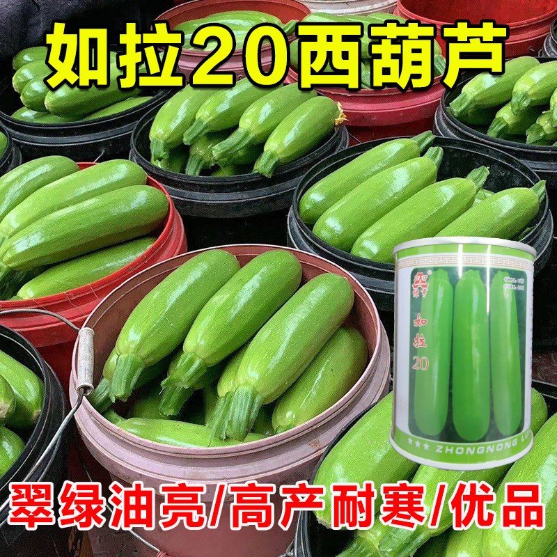 如拉20西葫芦种子瓜皮翠绿油亮春秋冬季耐低温角瓜蔬菜种籽西胡芦
