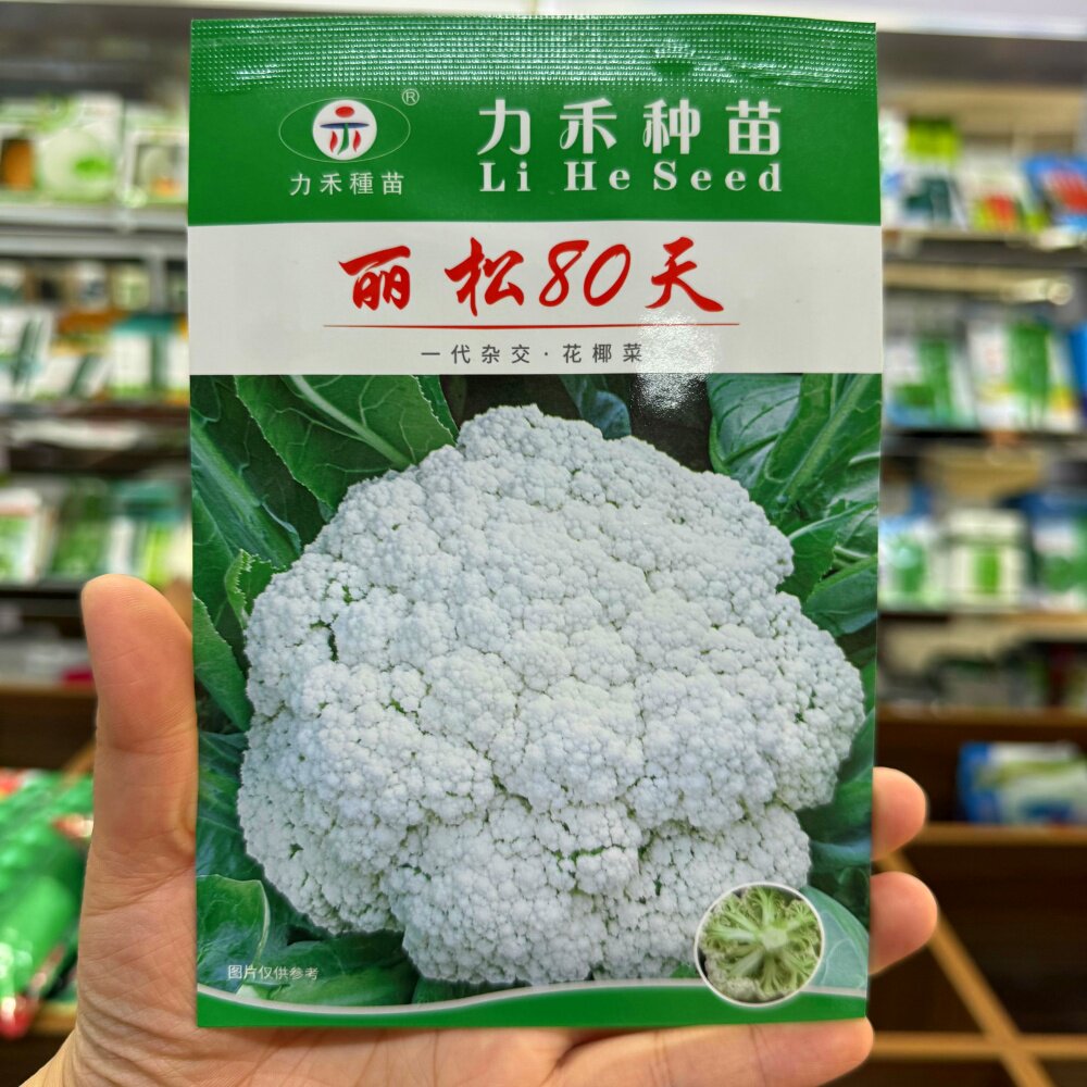 丽松80天白花菜种子青梗花椰菜松花菜种籽大田基地春秋播