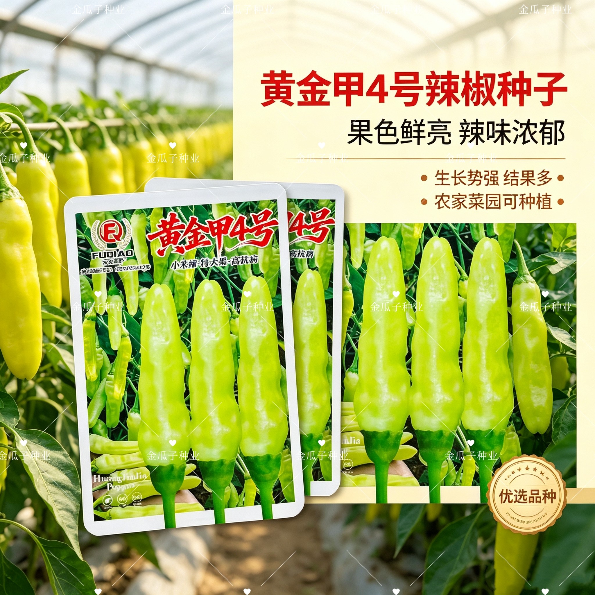 黄金甲4号辣椒种子大果型泡椒种子绿白色小米辣种子特辣辣椒种籽