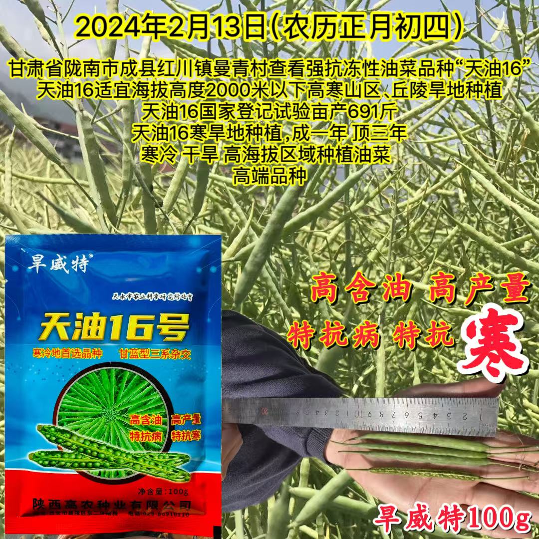 天油16号油菜种子高产抗病耐热耐寒农家菜园基地种植蔬菜油菜种籽