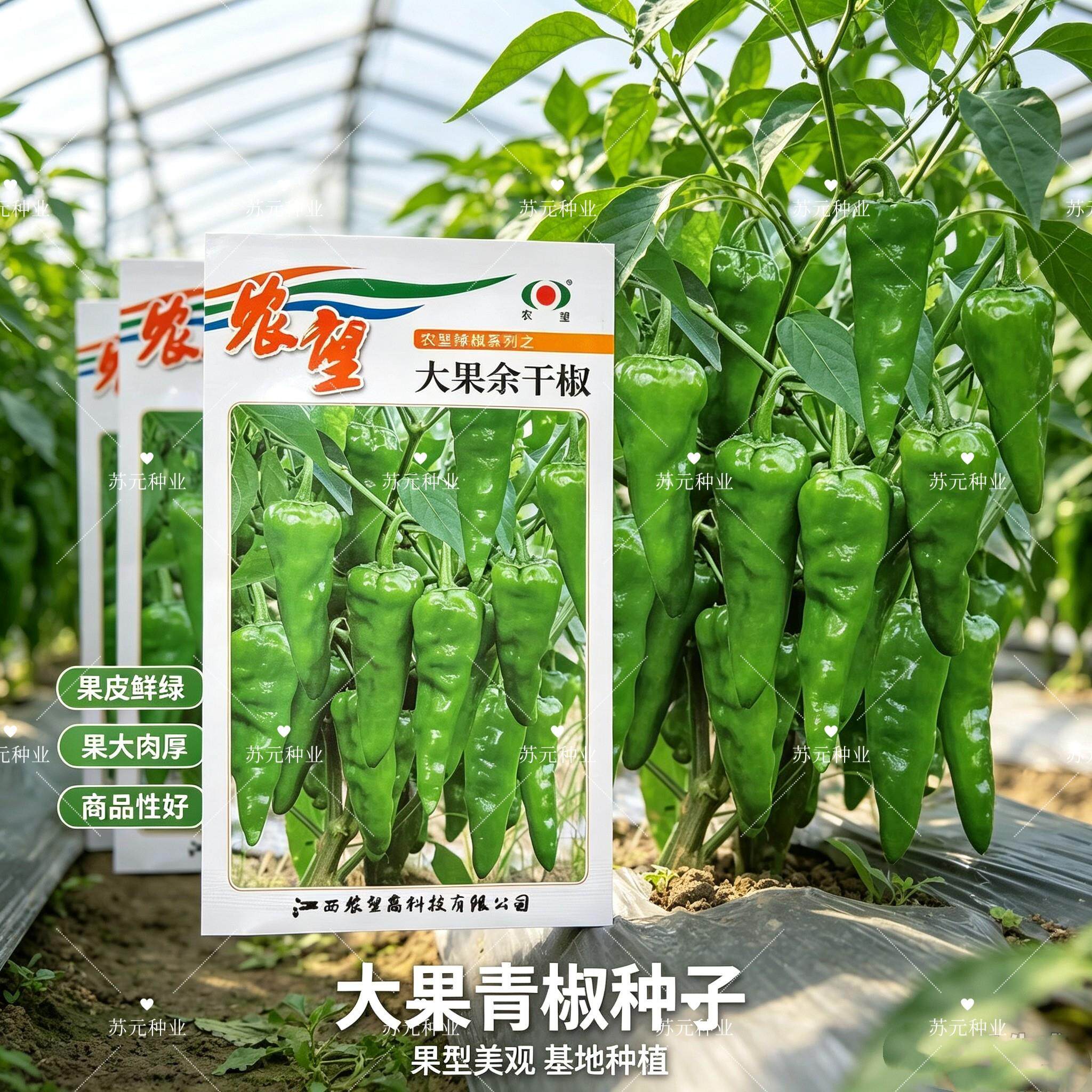 农望大果余干椒辣椒种子早熟香辣皮薄辣味浓小泡椒春秋季大田种植