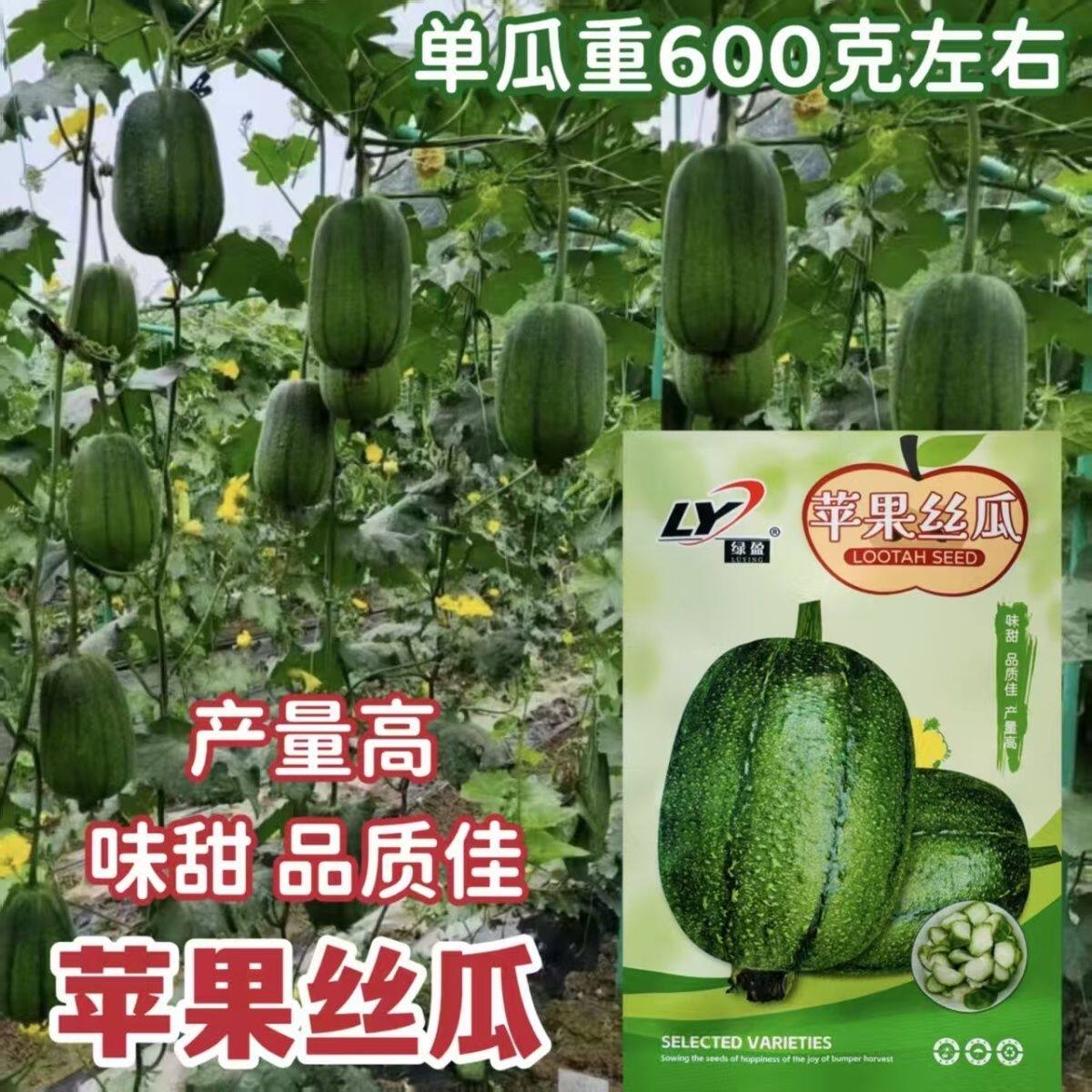 绿盈苹果丝瓜种子杂交一代翠绿色苹果型丝瓜种子味甜短棒丝瓜种子