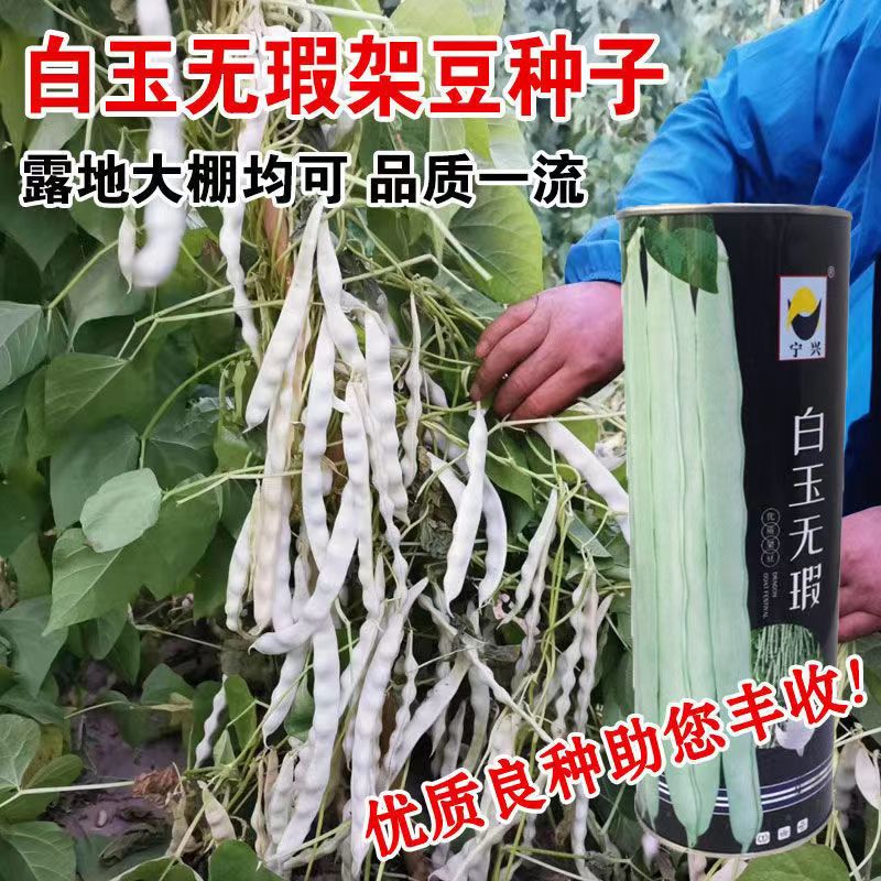 白玉无瑕架豆肉厚耐老不鼓籽早熟