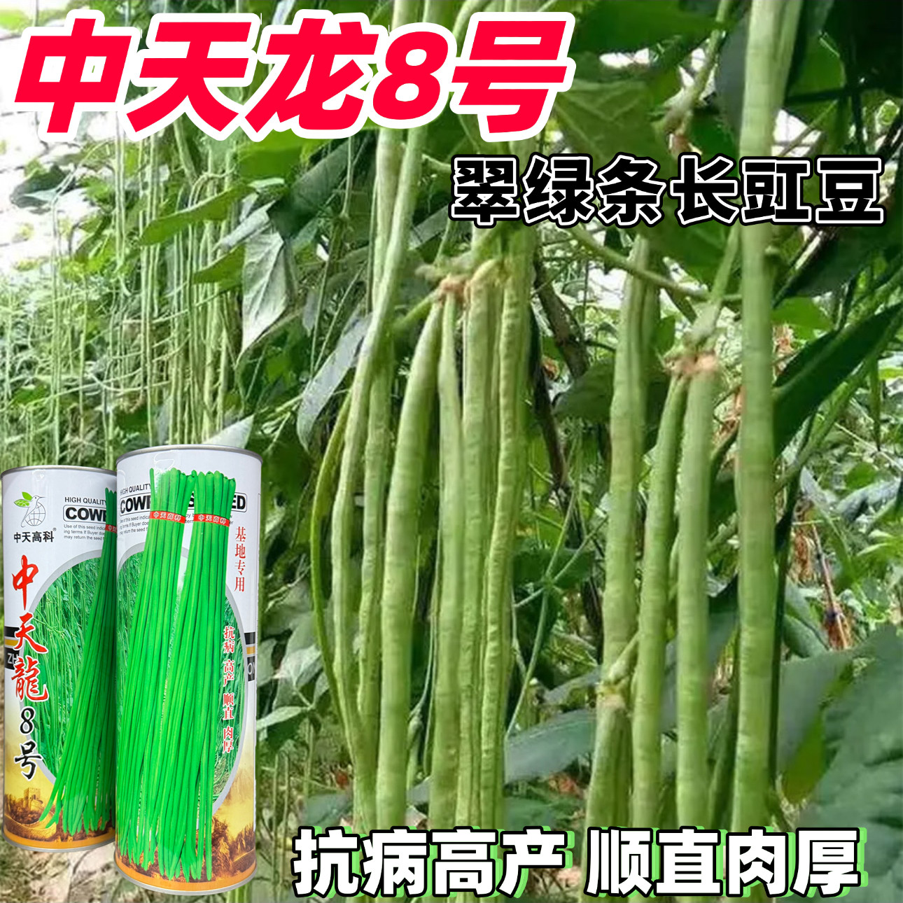 中天龙8号长豆角种子豇豆种子高产翠绿条四季豆蔬菜种子春夏秋播