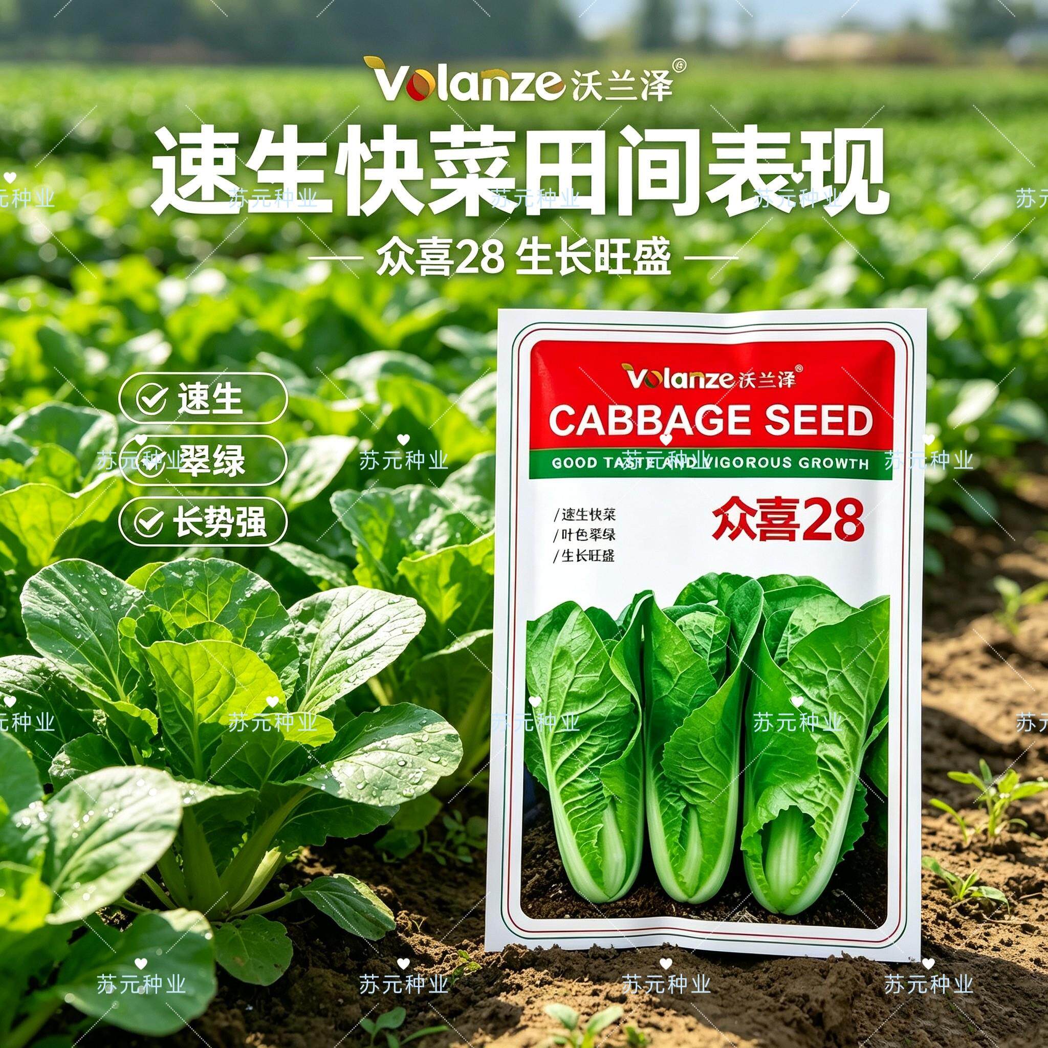 众喜28快菜种子速生耐热四季播无茸毛叶圆绿口感脆甜柔糯早熟高产