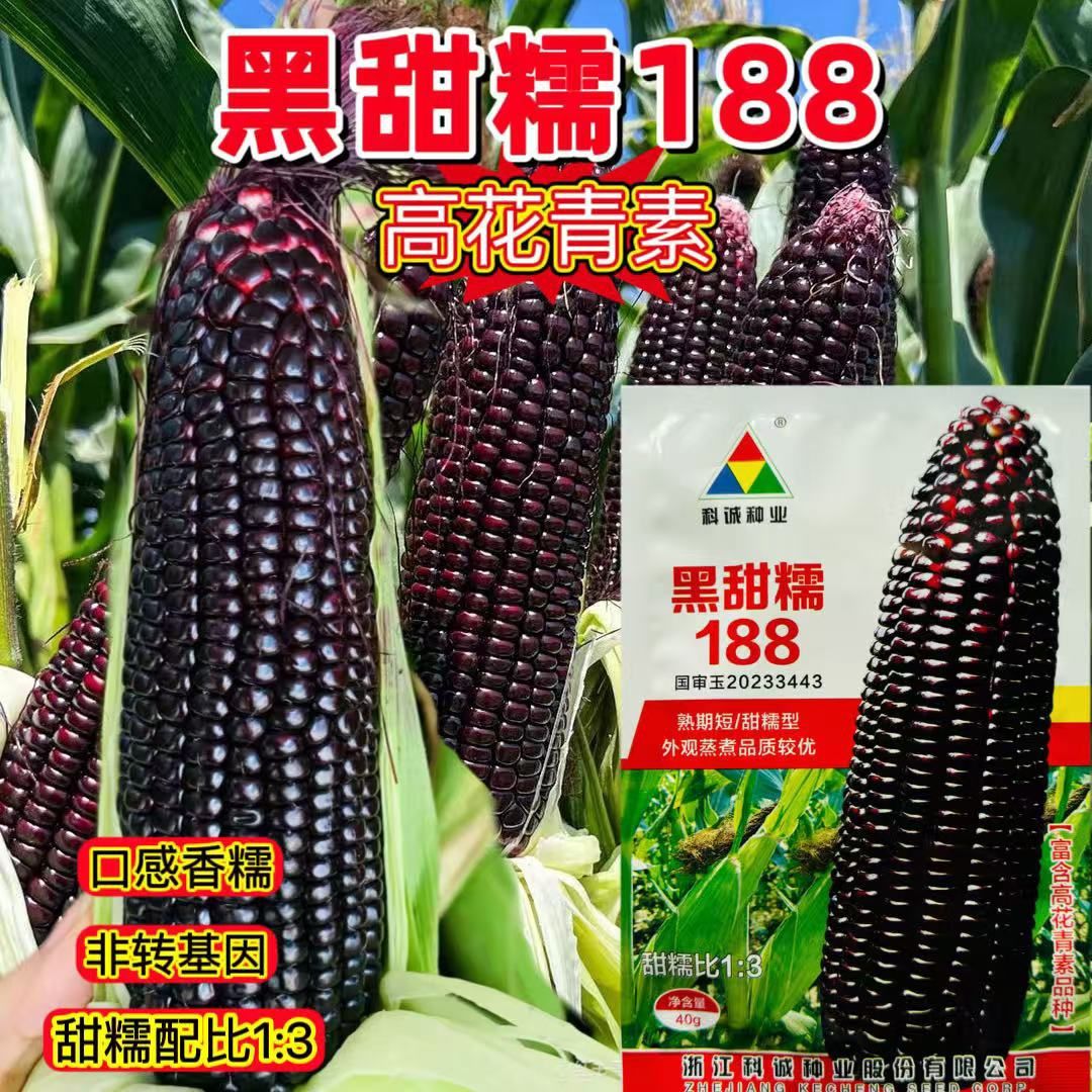 科诚黑甜糯188黑甜糯型玉米种子甜加糯黑紫粘玉米种子富含花青素