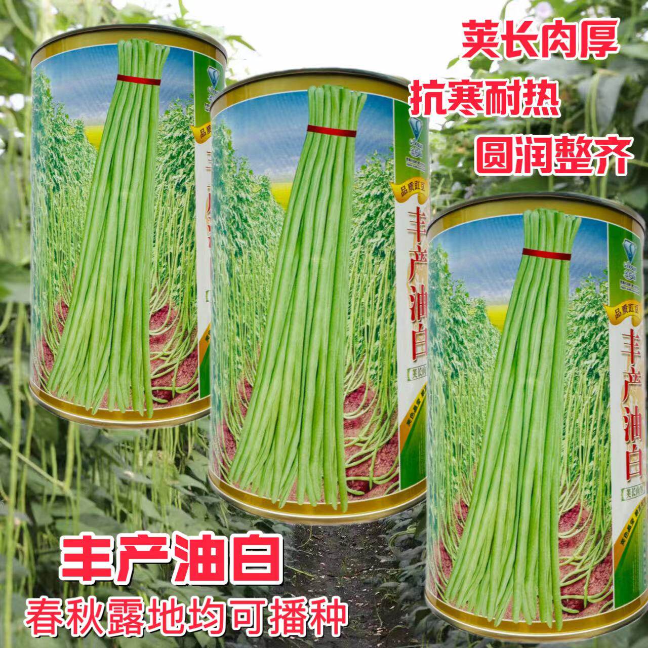 丰产油白长豇豆种子早熟油白豆角种籽抗寒耐热耐湿高产不易老化孑