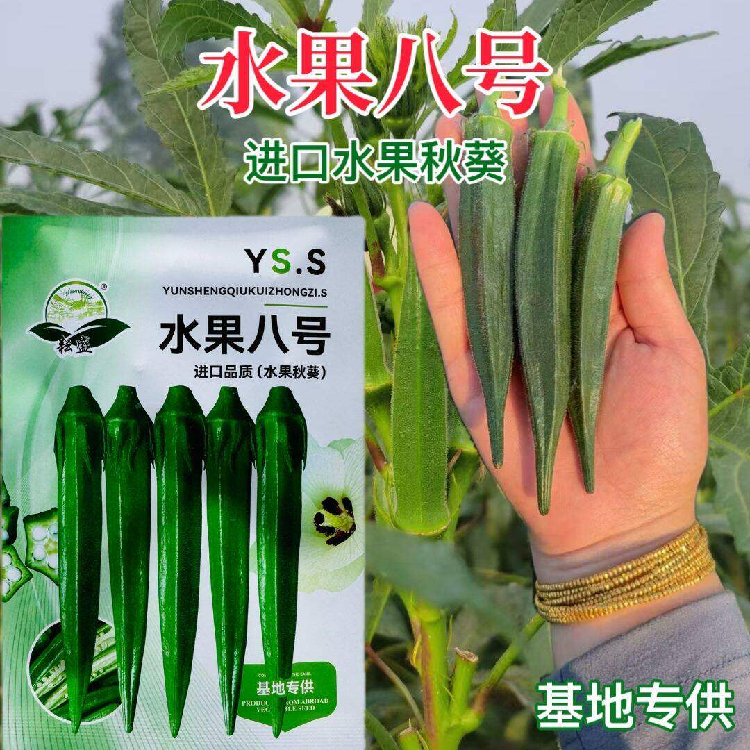 水果八号秋葵种子杂交一代早熟高产果实匀称耐老抗病采收期长高产