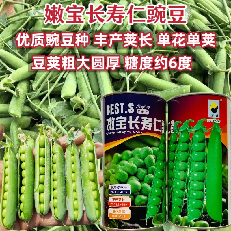 嫩宝长寿仁豌豆种子优质水果豌豆仁种籽豆荚粗大圆厚荚长糖度高