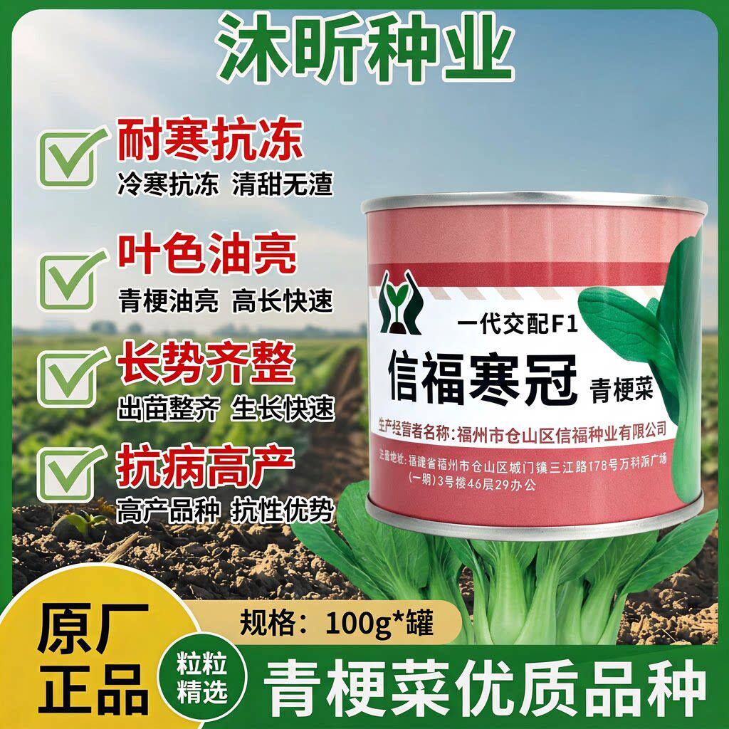 信福寒冠青梗菜种子耐寒晚抽苔耐湿矮壮叶宽束腰型耐低温青菜种籽
