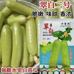 翠玉二号强雌型水果白黄瓜种子早熟杂交肉厚味甜质脆瓜码密春秋播