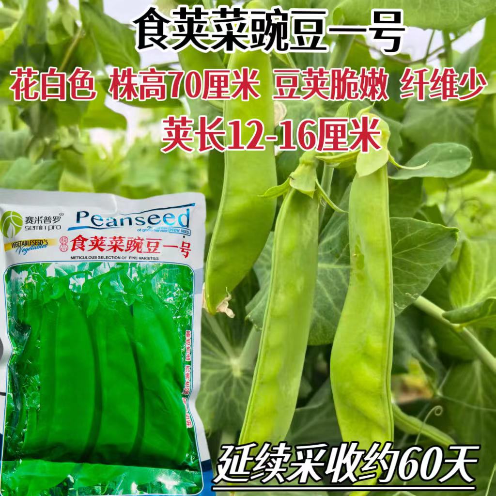 食荚菜豌豆一号早熟荷兰豆种子白花早熟耐寒耐干旱高产菜豌豆种籽