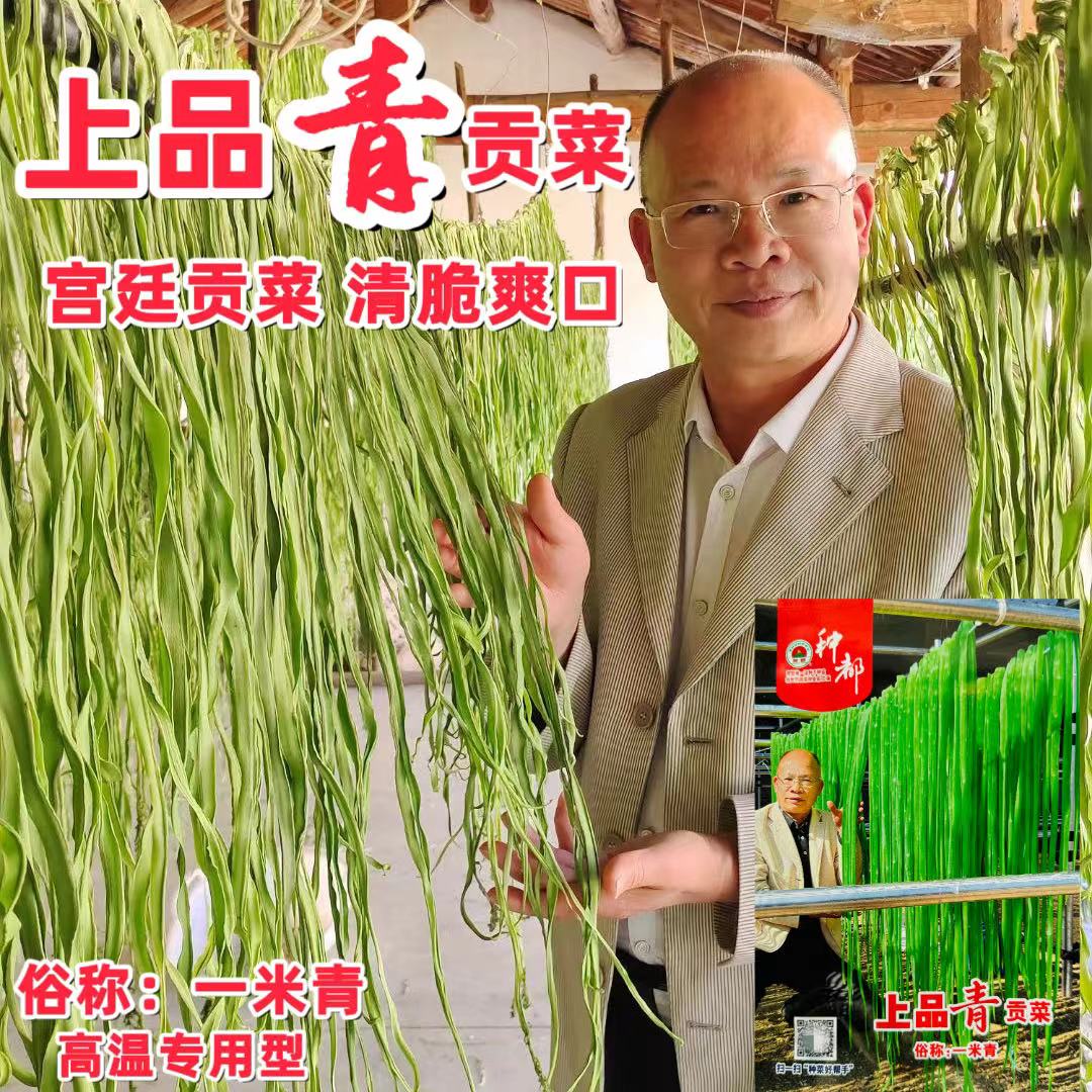 种都上品青贡菜种子宫廷山蛰菜四季耐高温抗寒苔干菜一米青蔬菜籽