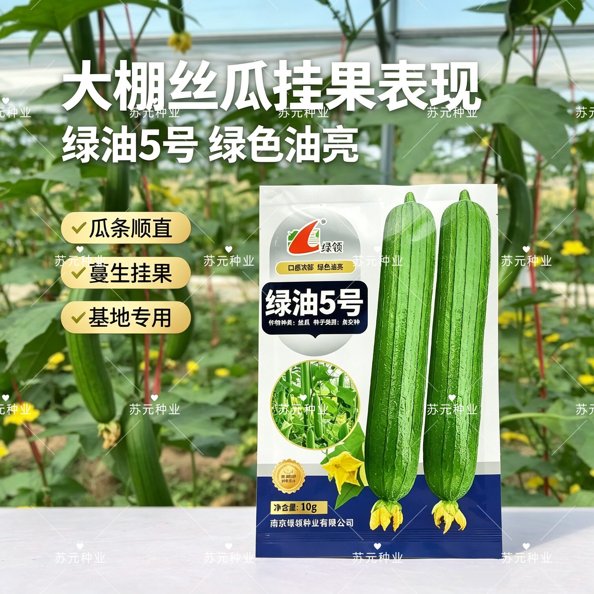 绿领绿油5号丝瓜种子早熟杂交短棒油绿肉丝瓜种籽肉厚味浓口感好