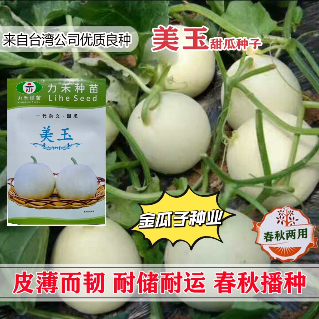 美玉甜瓜种子高糖香瓜种籽白糖罐梨形甜瓜籽白皮白肉脆甜高产抗病