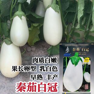 秦茄白冠茄子种子白圆茄种子高产早熟大果灯泡茄种籽蔬菜抗病种子