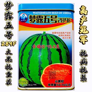 梦露五号289西瓜种子中熟抗病耐重茬抗旱耐湿耐低温特大圆形西瓜